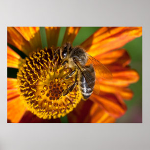 Western Honey Bee Macro Photo Poster
