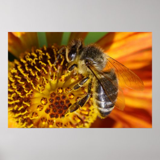 Western Honey Bee Macro Poster (Vorne)