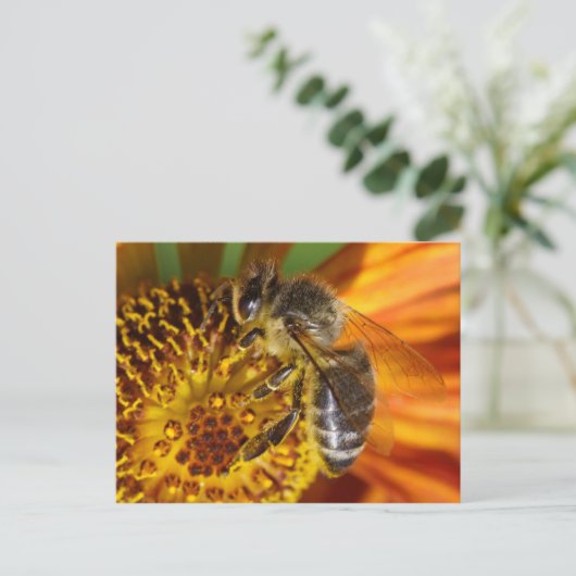 Western Honey Bee Macro Postkarte (Stehend Vorderseite)