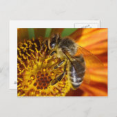 Western Honey Bee Macro Postkarte (Vorne/Hinten)