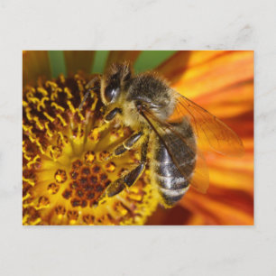 Western Honey Bee Macro Postkarte