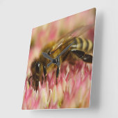 Western Honey Bee Macro Quadratische Wanduhr (Winkel)