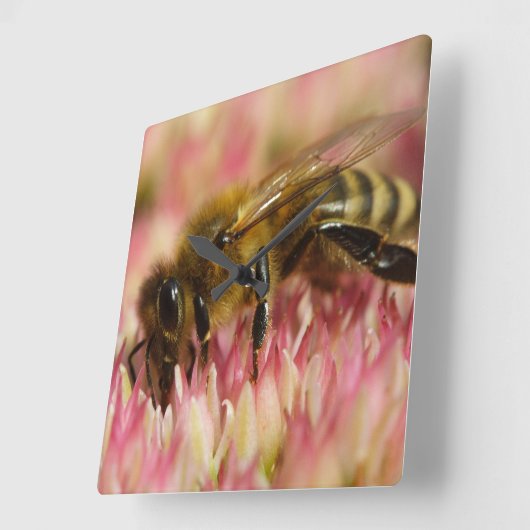 Western Honey Bee Macro Quadratische Wanduhr (Winkel)