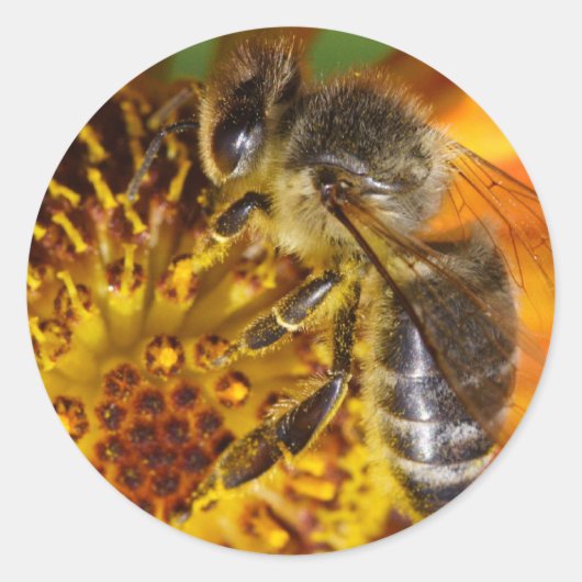 Western Honey Bee Runder Aufkleber (Vorderseite)