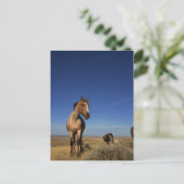 Western Horse Herd Postkarte (Stehend Vorderseite)