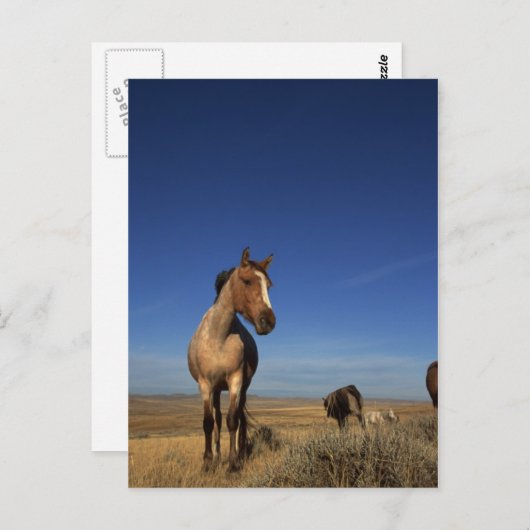 Western Horse Herd Postkarte (Vorne/Hinten)