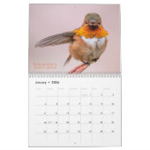 Western Hummingbirds Fotografie Kalender (Jan 2026)