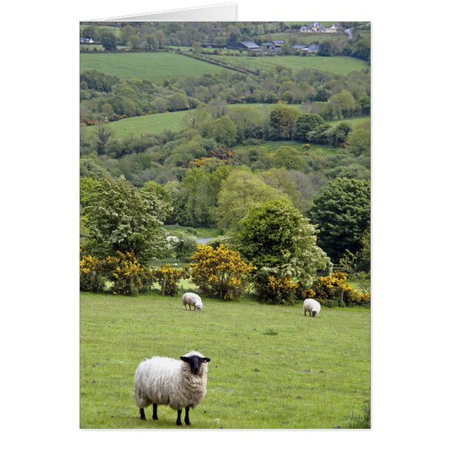 Western Irland, Dingle Halbinsel, breit (Vorne)