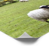 Western Irland, Dingle Halbinsel, breit Poster (Ecke)