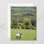 Western Irland, Dingle-Halbinsel, breit Postkarte (Vorne/Hinten)