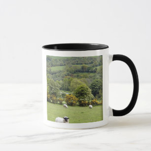Western Irland, Dingle Halbinsel, breit Tasse
