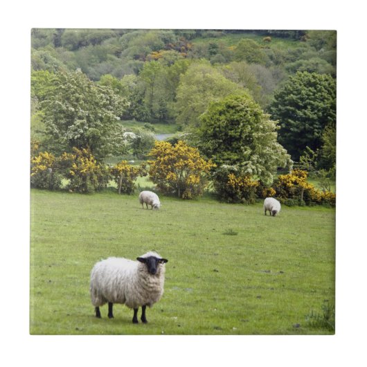 Western Irland, Dingle Halbinsel Fliese (Vorderseite)