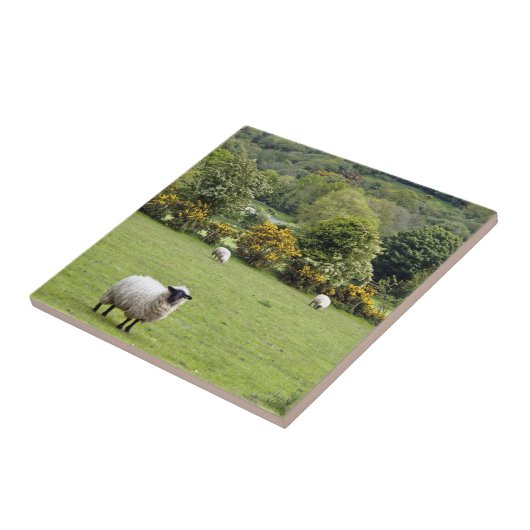 Western Irland, Dingle Halbinsel Fliese (Seite)