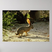 Western Jackalope Poster (Vorne)