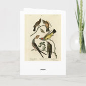 Western Kingbird, etc - Audubons Vögel in Amerika Karte (Rückseite)