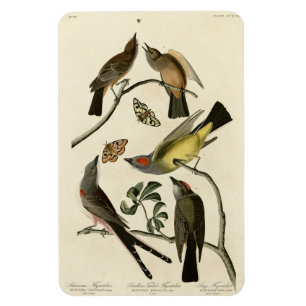 Western Kingbird, etc - Audubons Vögel in Amerika Magnet