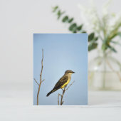 Western Kingbird Postkarte (Stehend Vorderseite)