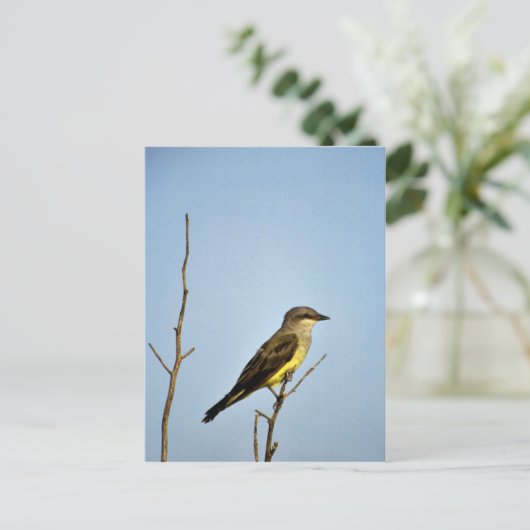 Western Kingbird Postkarte (Stehend Vorderseite)