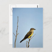 Western Kingbird Postkarte (Vorne/Hinten)