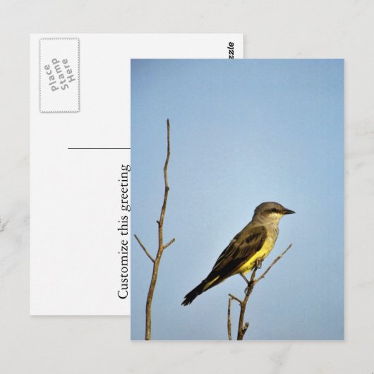 Western Kingbird Postkarte (Vorne/Hinten)