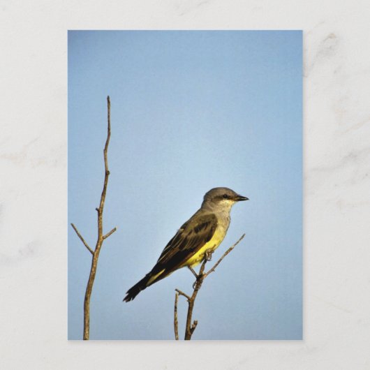 Western Kingbird Postkarte (Vorderseite)