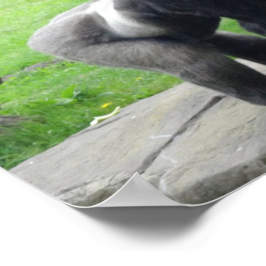 Western Lowland Gorilla #1 Poster (Ecke)