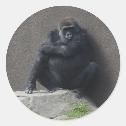 Western Lowland Gorilla #2 Stickers (Vorderseite)