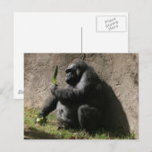 Western Lowland Gorilla Postkarte (Vorne/Hinten)