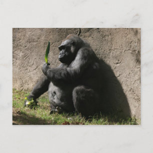 Western Lowland Gorilla Postkarte