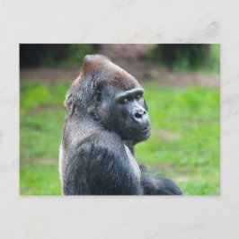 Western Lowland Gorilla Postkarte
