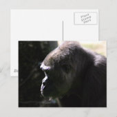 Western Lowland Gorilla Postkarte (Vorne/Hinten)