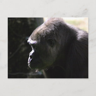 Western Lowland Gorilla Postkarte