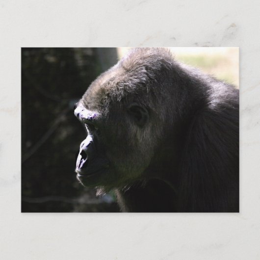 Western Lowland Gorilla Postkarte (Vorderseite)