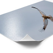 Western Marsh harrier Foto drucken (Ecke)