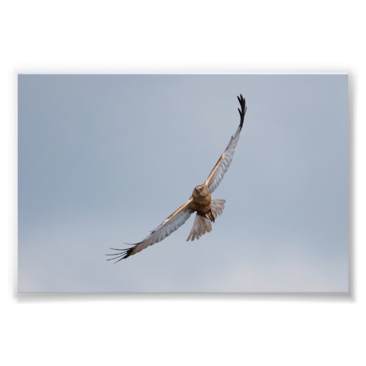 Western Marsh harrier Foto drucken (Vorne)