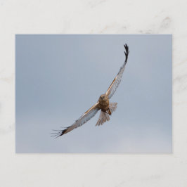 Western Marsh harrier Postkarte