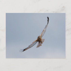 Western Marsh harrier Postkarte
