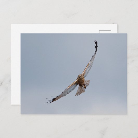 Western Marsh harrier Postkarte (Vorne/Hinten)