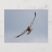 Western Marsh harrier Postkarte (Vorderseite)