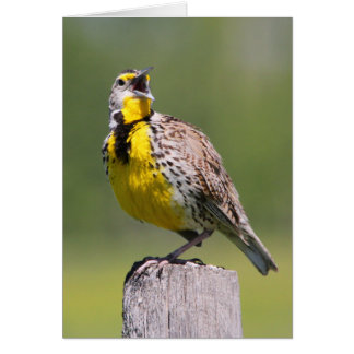 Western Meadowlark