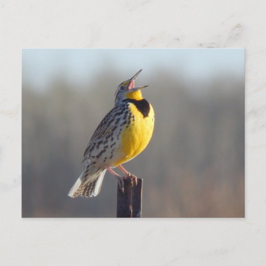 Western Meadowlark in North Dakota Postkarte (Vorderseite)