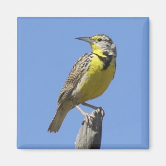 Western Meadowlark Magnet (Vorne)