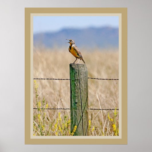 Western Meadowlark Poster (Vorne)