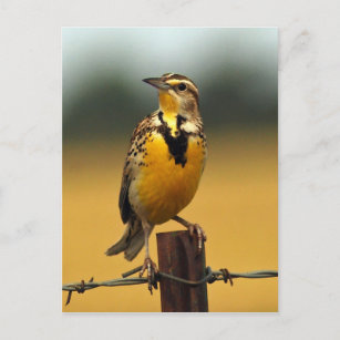 Western Meadowlark Postkarte