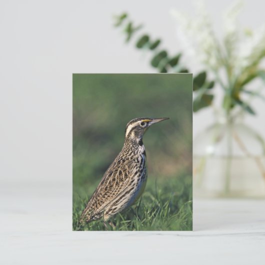 Western Meadowlark Postkarte (Stehend Vorderseite)
