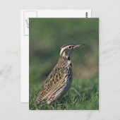 Western Meadowlark Postkarte (Vorne/Hinten)