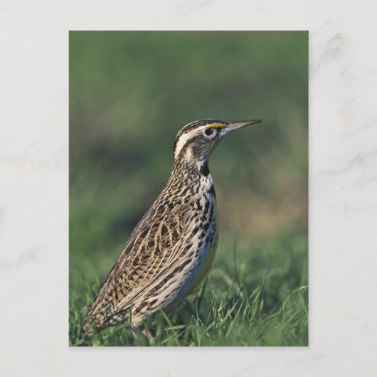 Western Meadowlark Postkarte (Vorderseite)