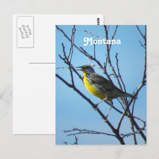 Western Meadowlark Postkarte (Vorne/Hinten)