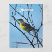 Western Meadowlark Postkarte (Vorderseite)