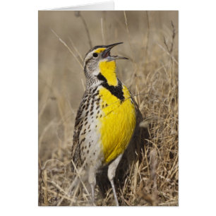 Western Meadowlark (Strunella neglecta)